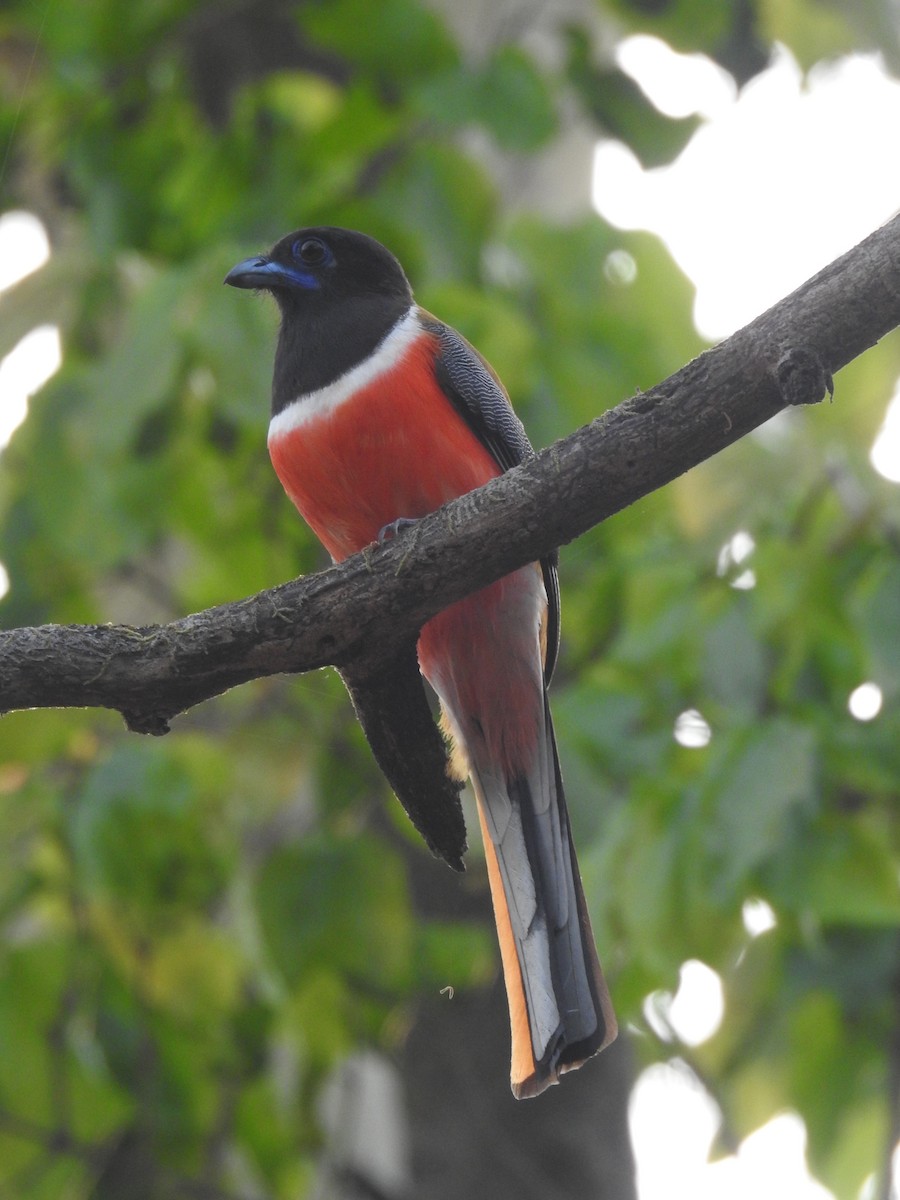 Malabar Trogon - ML617085550