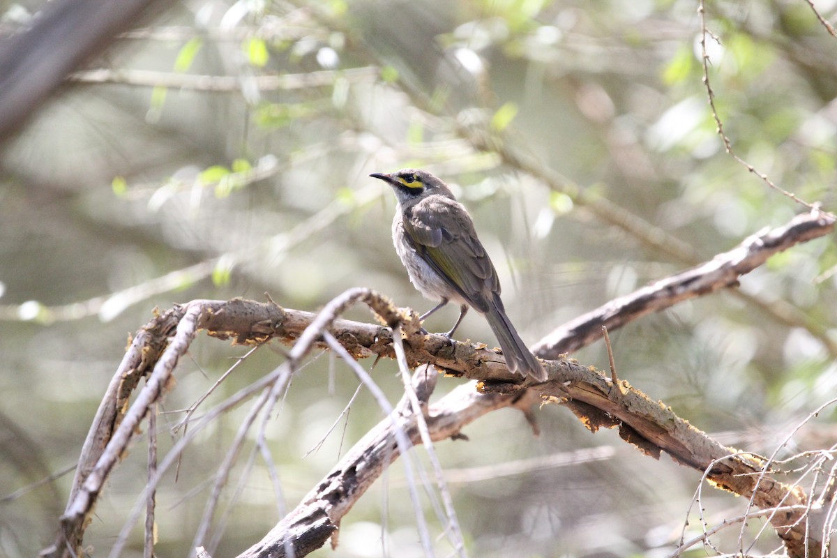 Yellow-faced Honeyeater - ML617085622