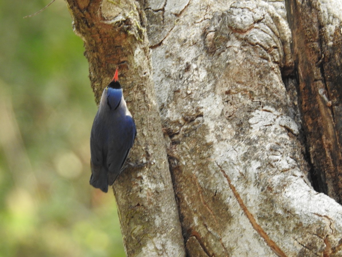 Velvet-fronted Nuthatch - ML617085624