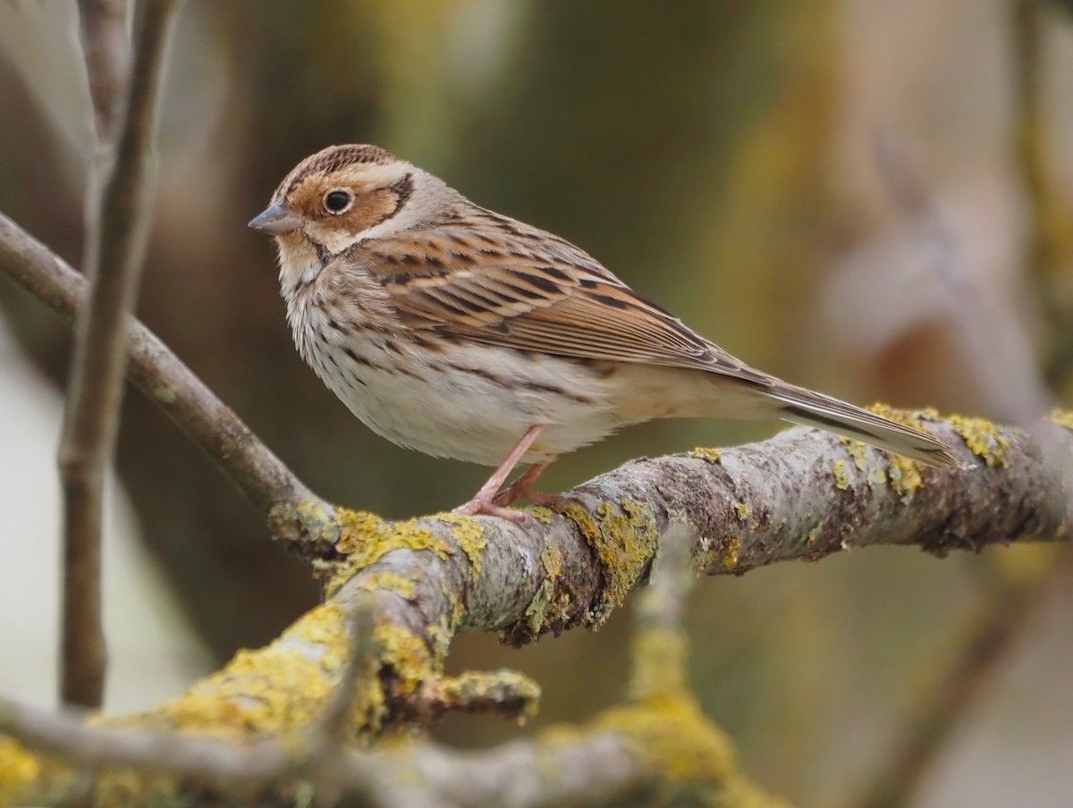 Little Bunting - ML617085629