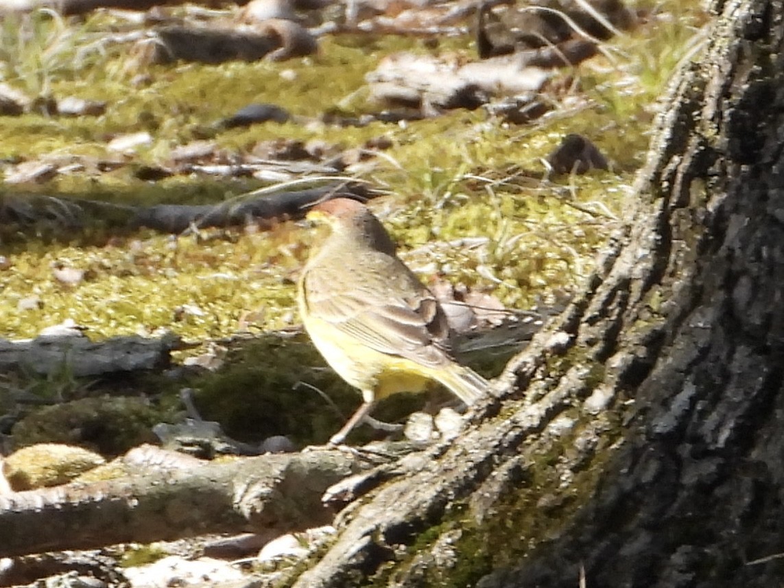 Palm Warbler - ML617085658