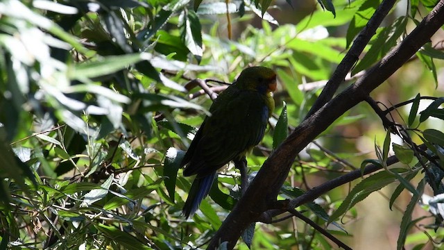 アカビタイキクサインコ - ML617085678