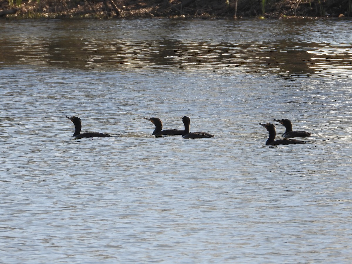 Double-crested Cormorant - ML617085679