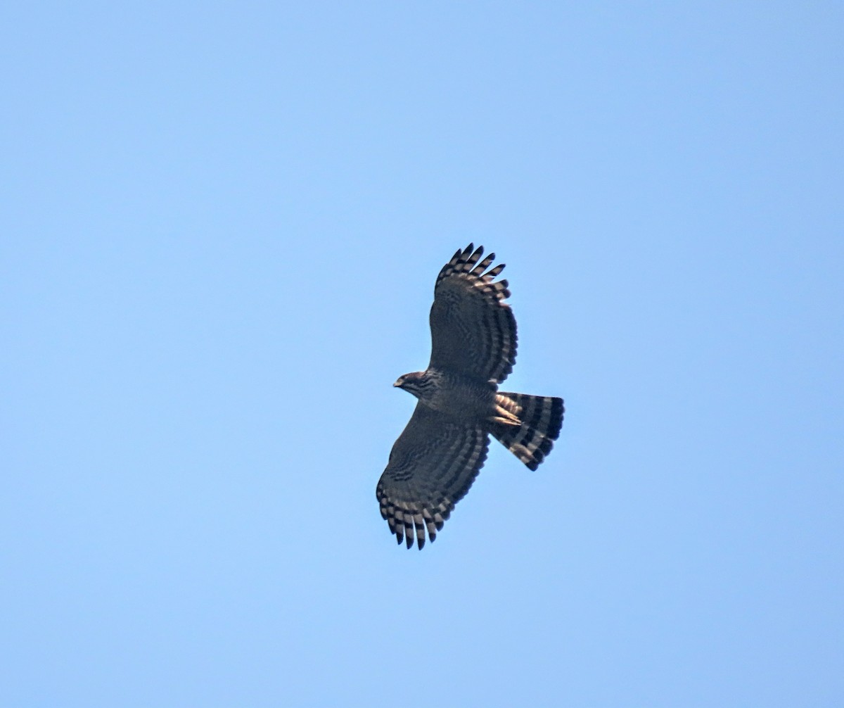 Mountain Hawk-Eagle - Aditya Satish