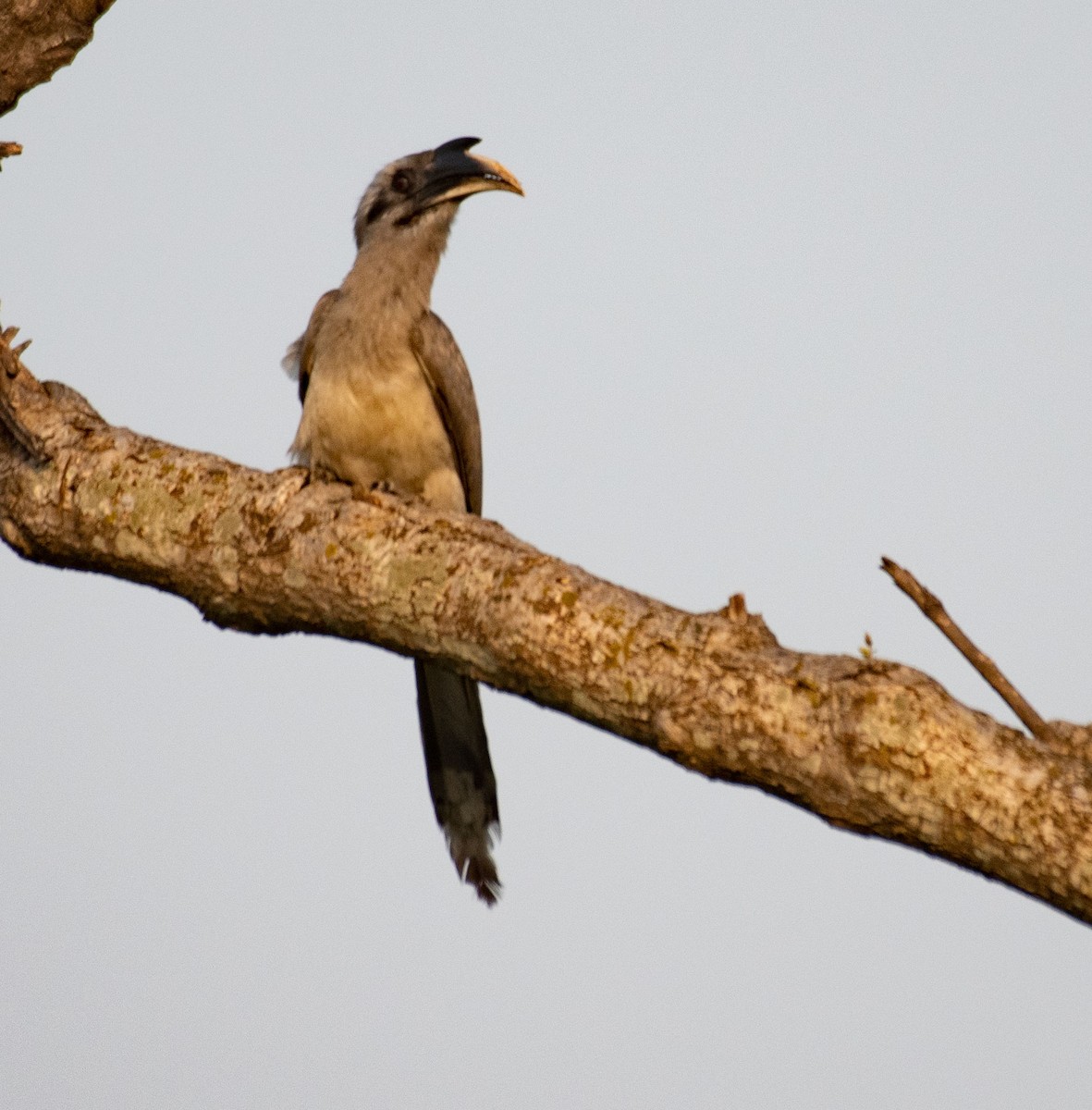 Indian Gray Hornbill - ML617085729