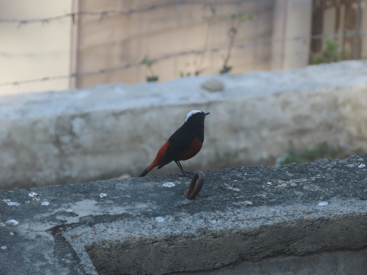 White-capped Redstart - ML617085737