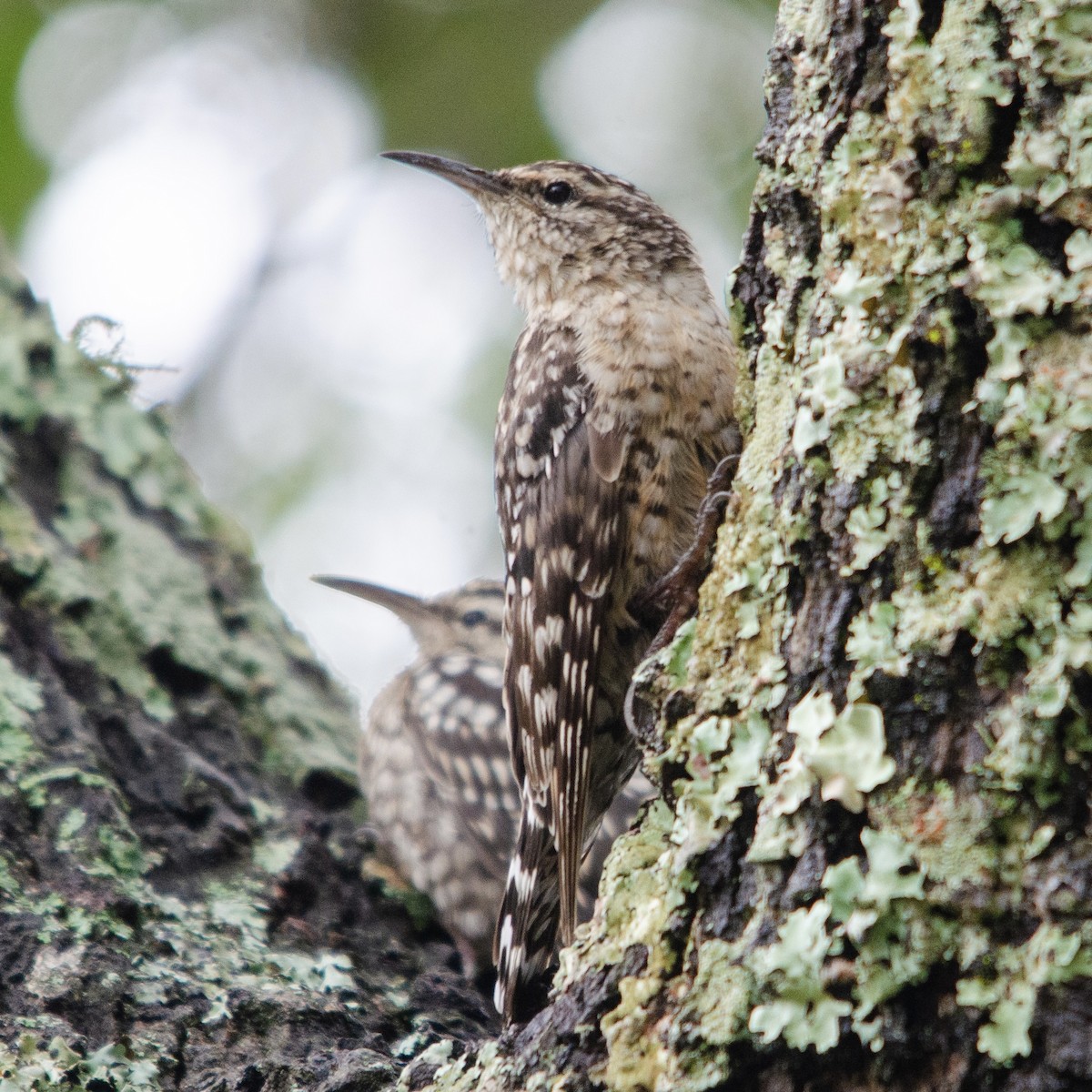 African Spotted Creeper - Duwan Botha