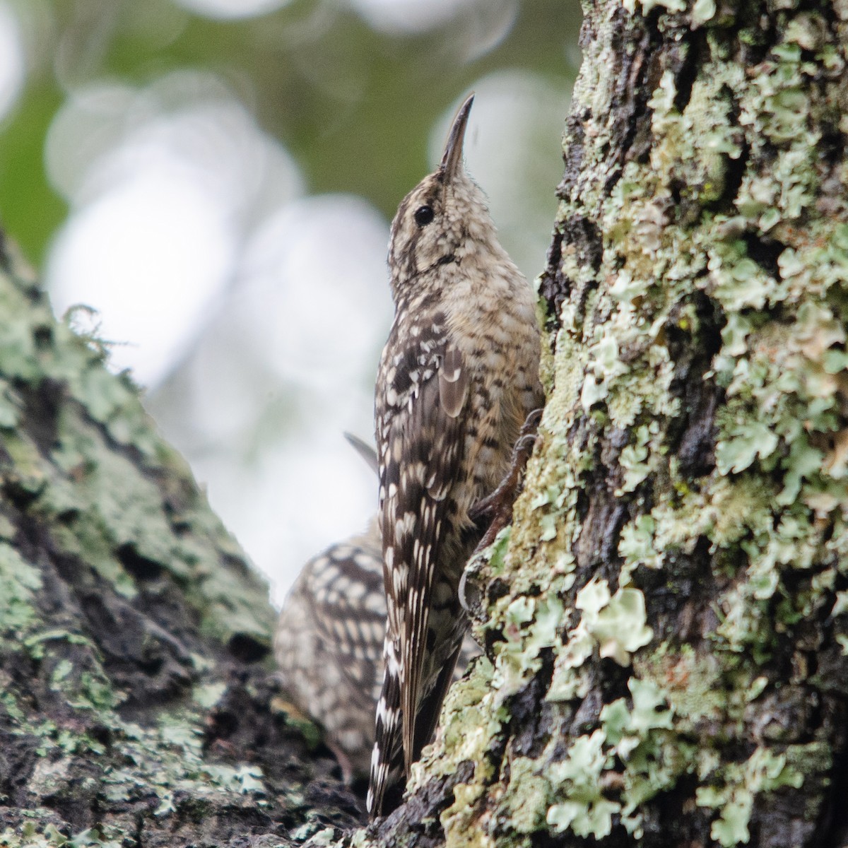 African Spotted Creeper - Duwan Botha