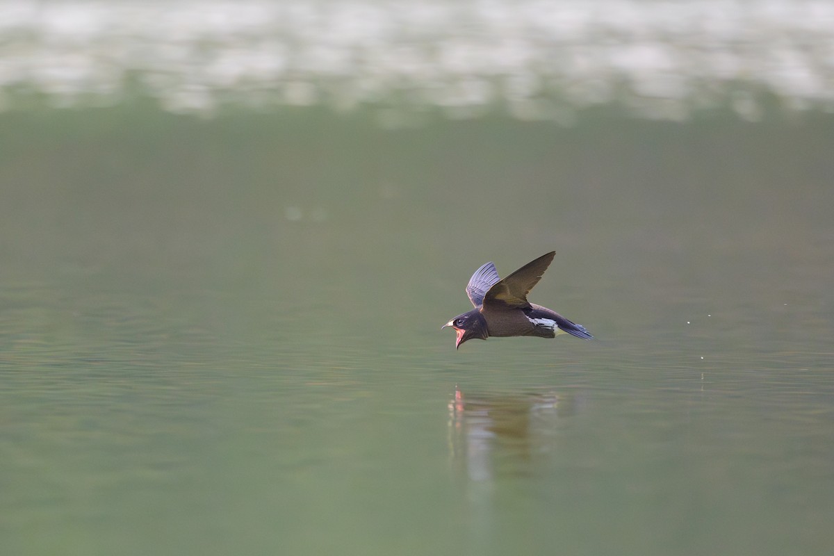 Brown-backed Needletail - Sylvain Reyt