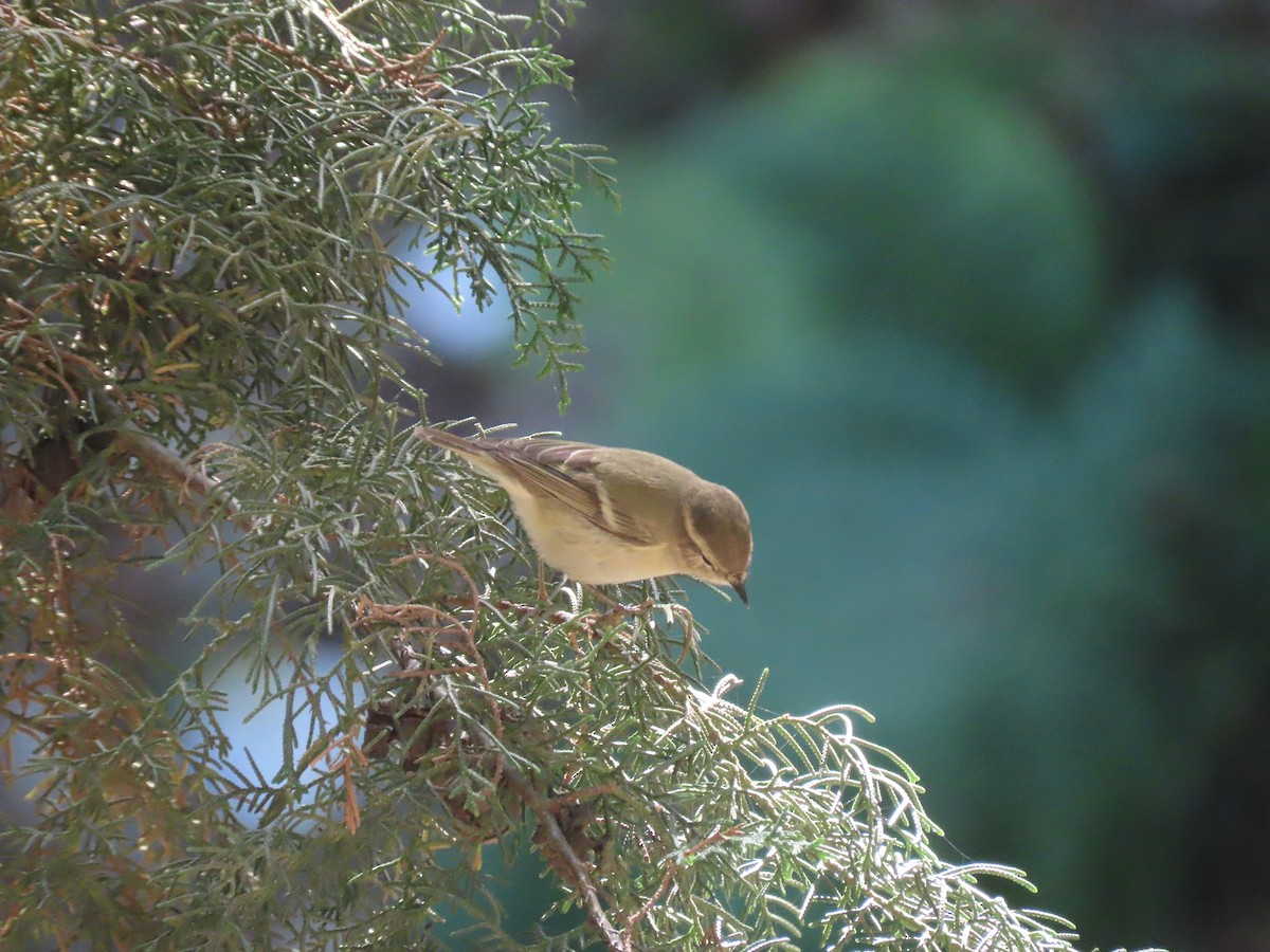 Hume's Warbler - Aditya Satish