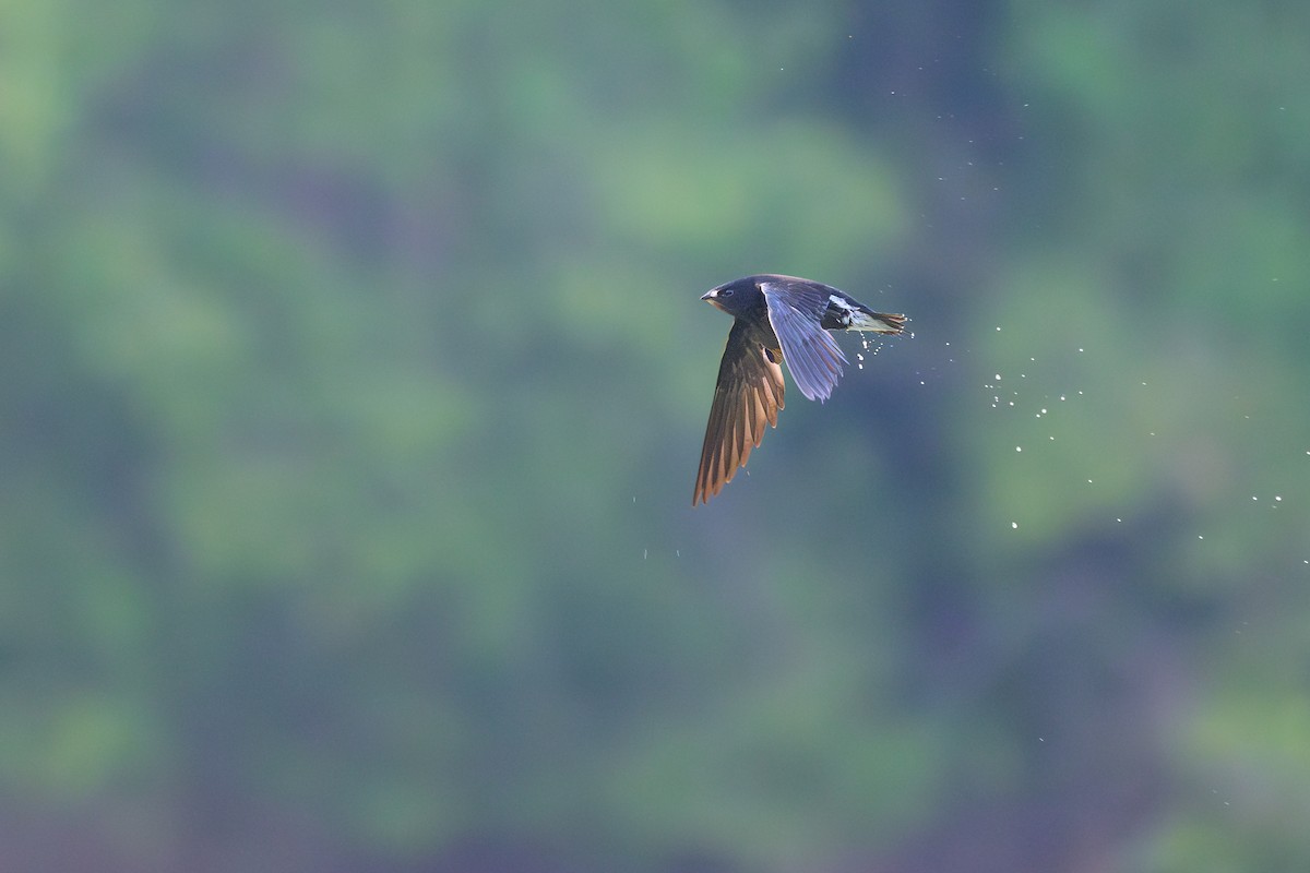 Brown-backed Needletail - ML617085793