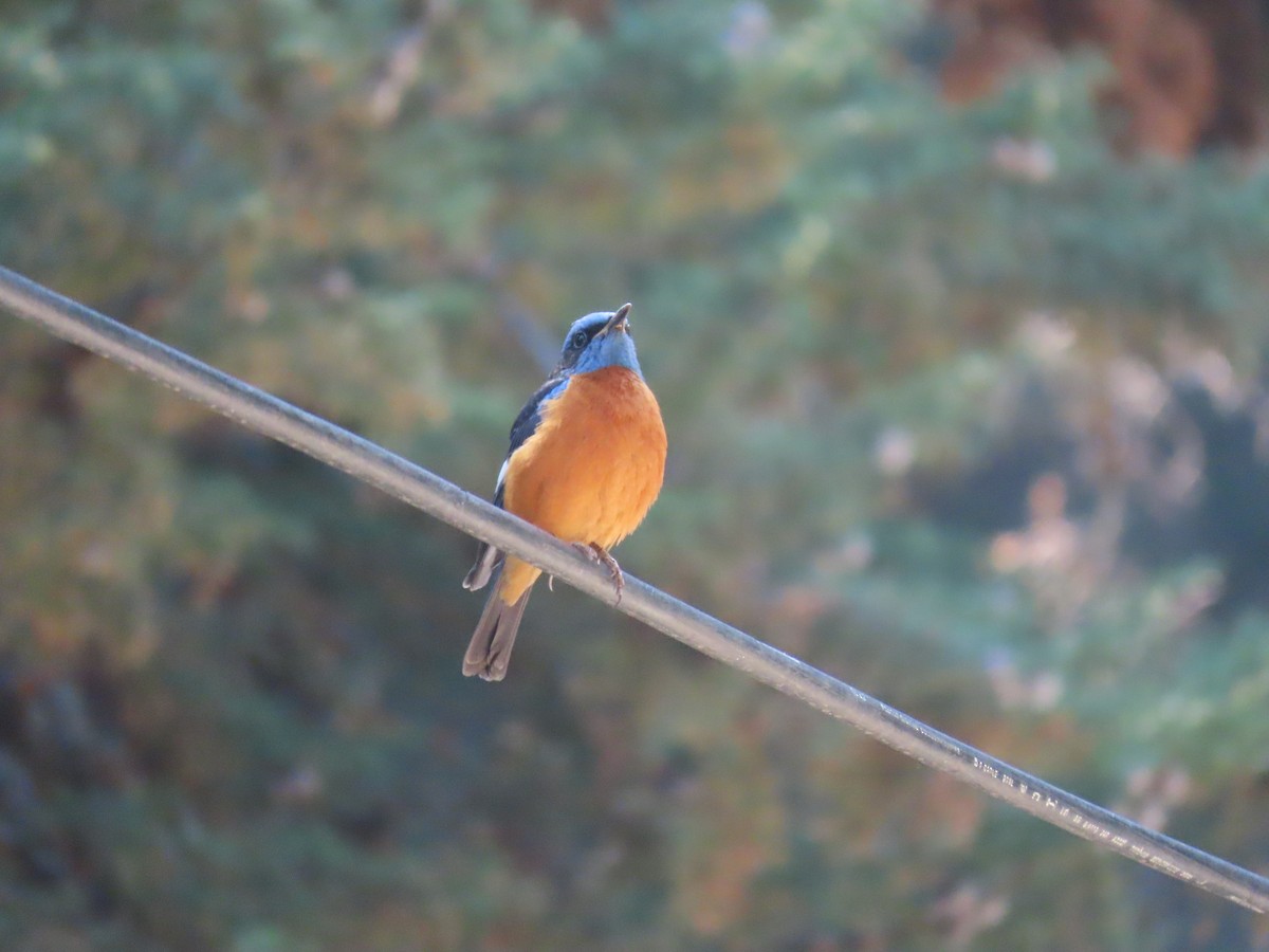 Blue-capped Rock-Thrush - ML617085796