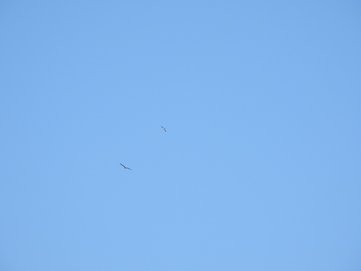 Swallow-tailed Kite - ML617085797