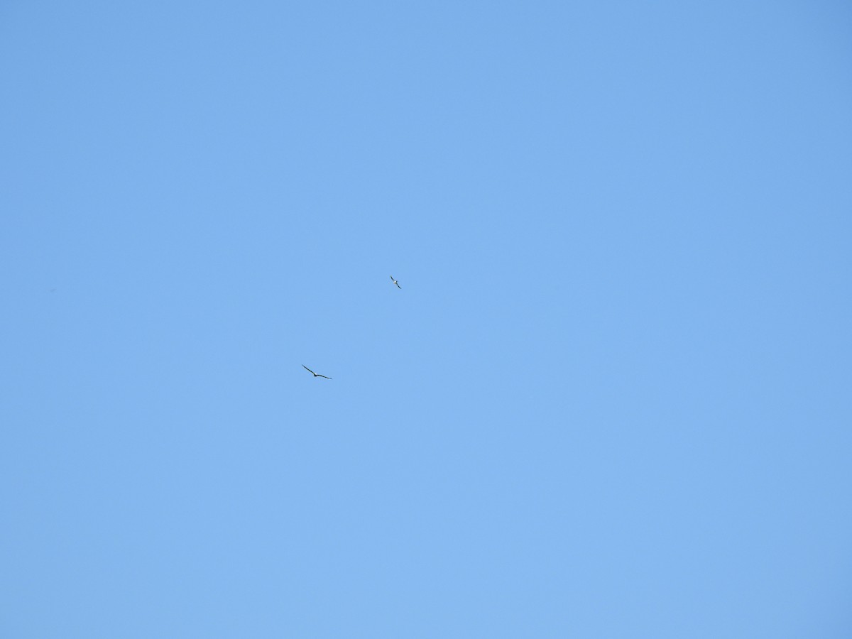 Swallow-tailed Kite - Jeff&Jenn Joffray