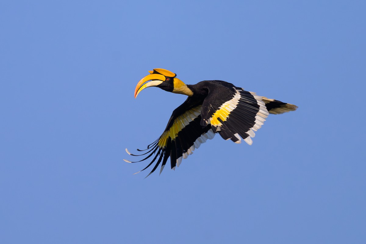 Great Hornbill - ML617085863