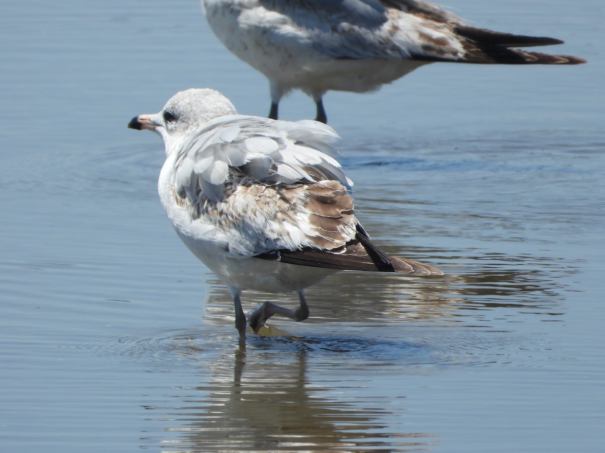 Ring-billed Gull - ML617085878