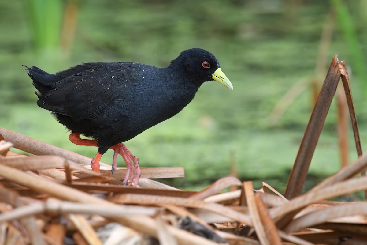 Black Crake - ML617085999