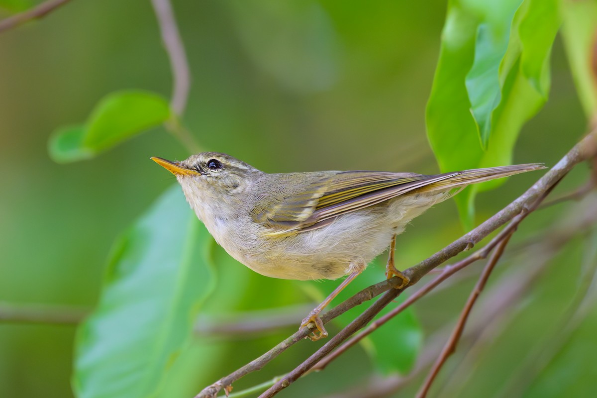 Two-barred Warbler - Sylvain Reyt