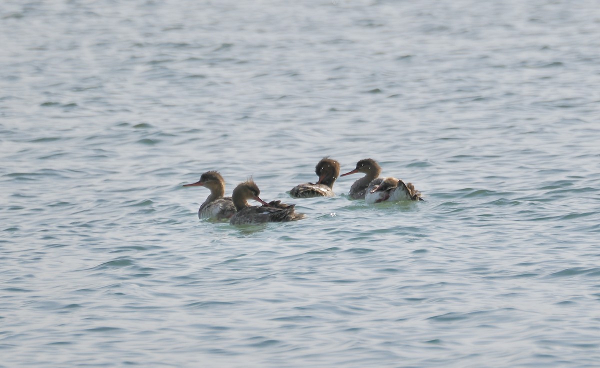 Red-breasted Merganser - ML617086046