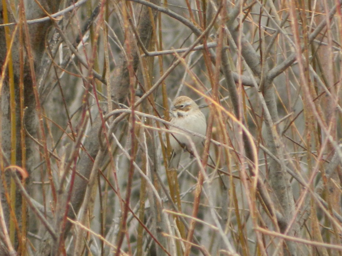 Pallas's Bunting - ML617086055