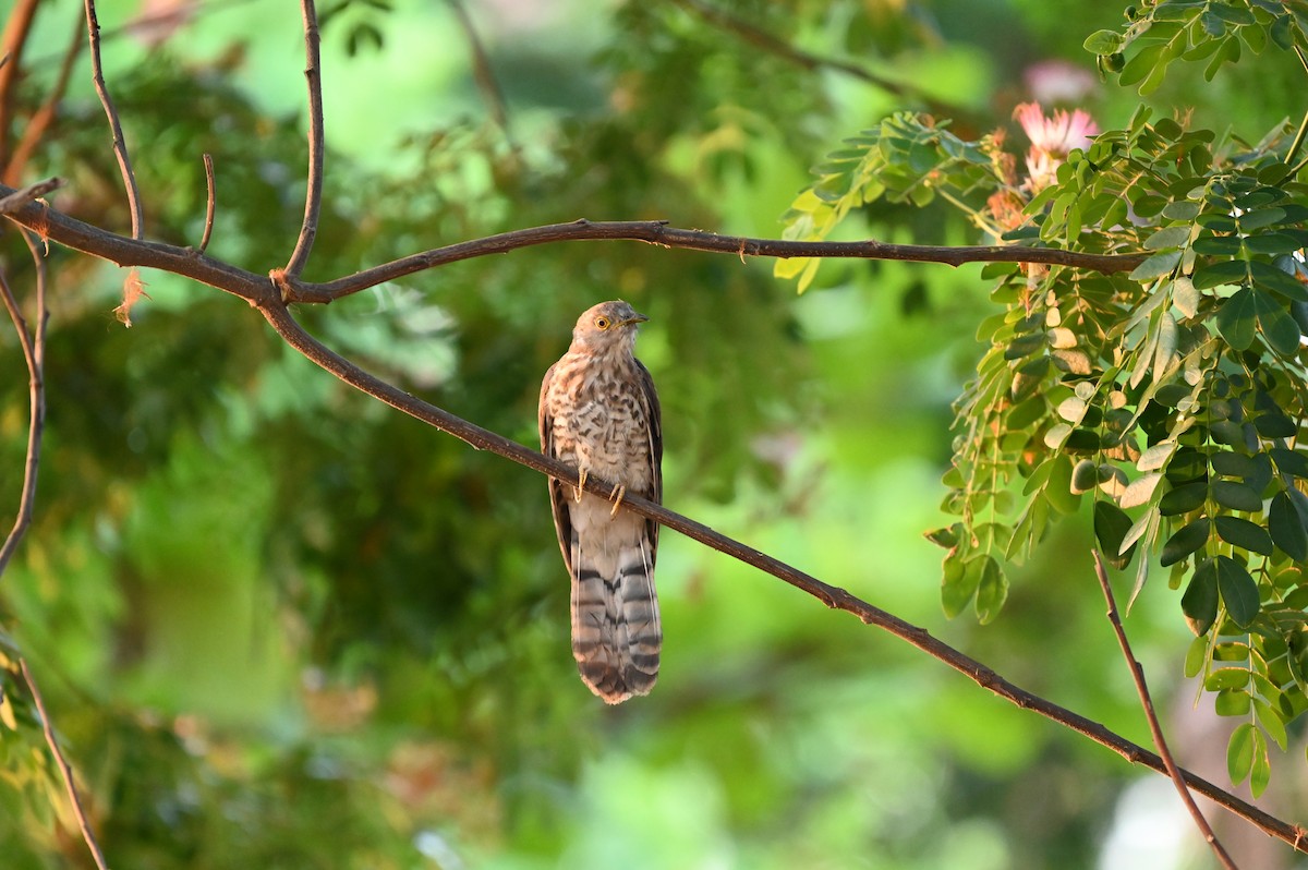 Common Hawk-Cuckoo - Taraka Venkata Pavan Maddali