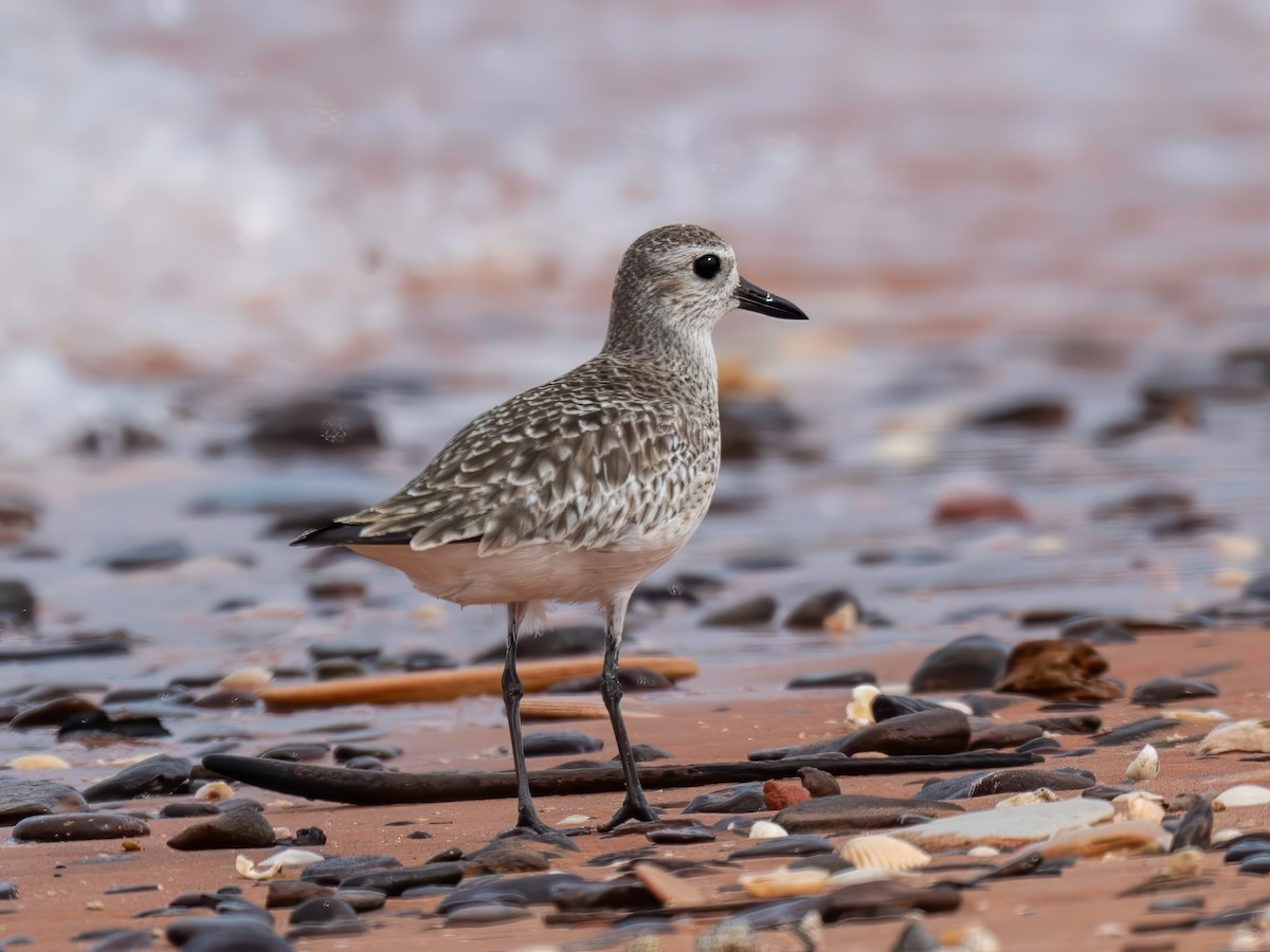 Black-bellied Plover - ML617086074