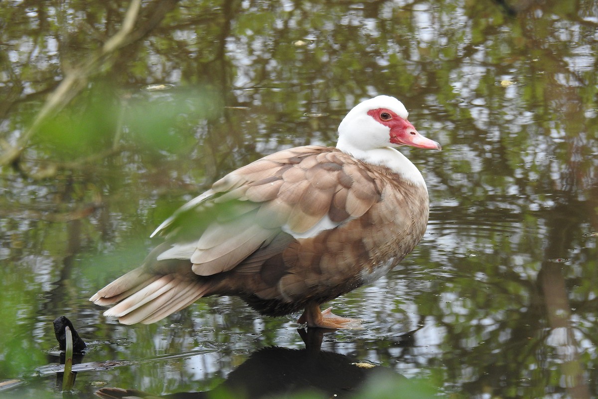 Muscovy Duck (Domestic type) - Peter Hines