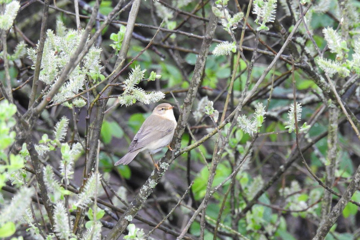 Willow Warbler - Peter Hines