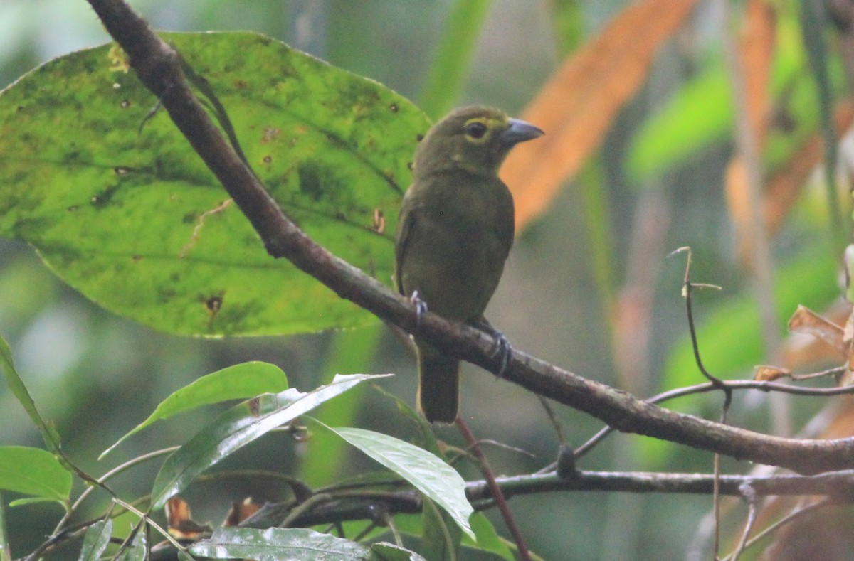 Lemon-spectacled Tanager - ML617086157