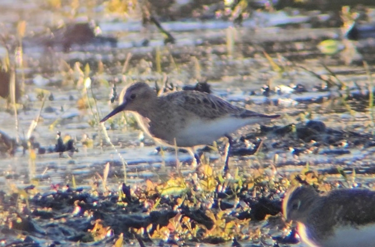 Baird's Sandpiper - ML617086164