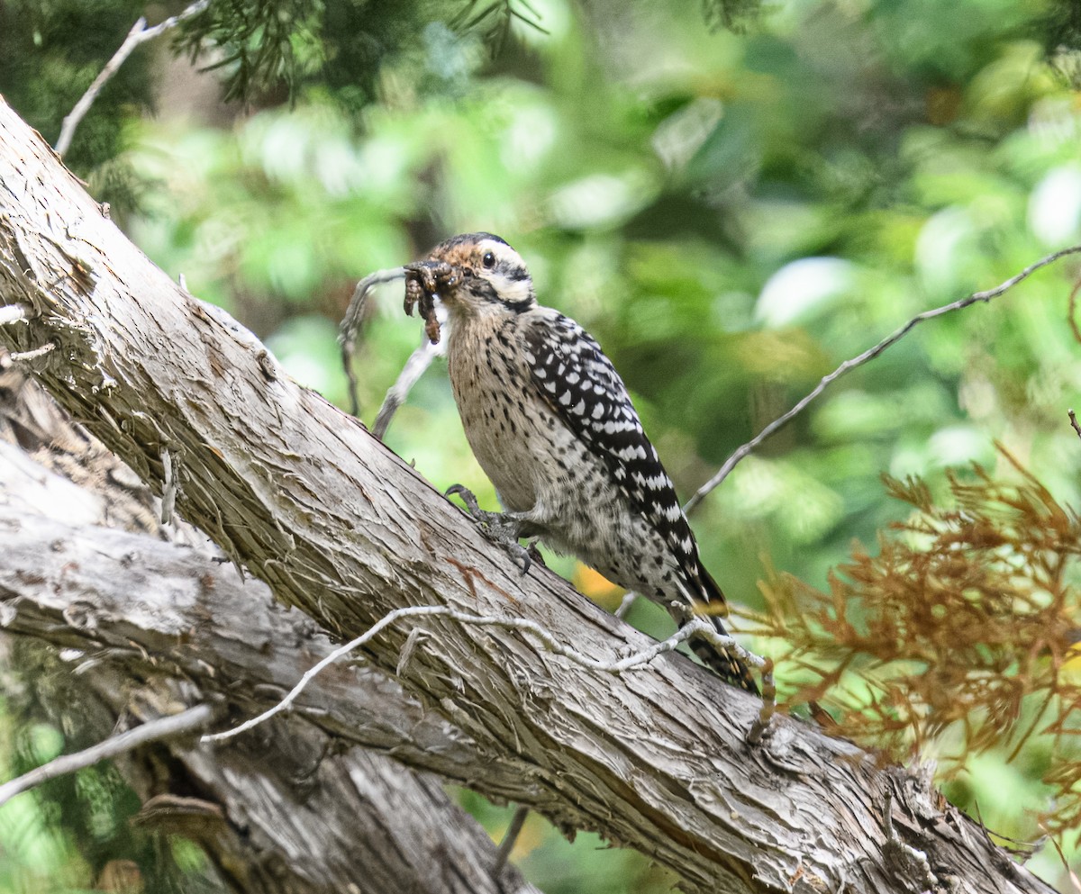 Ladder-backed Woodpecker - Bert Filemyr