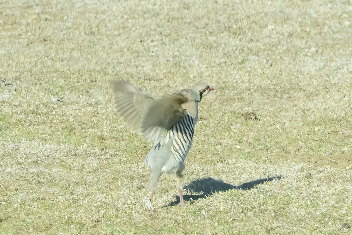 Chukar - ML617086224