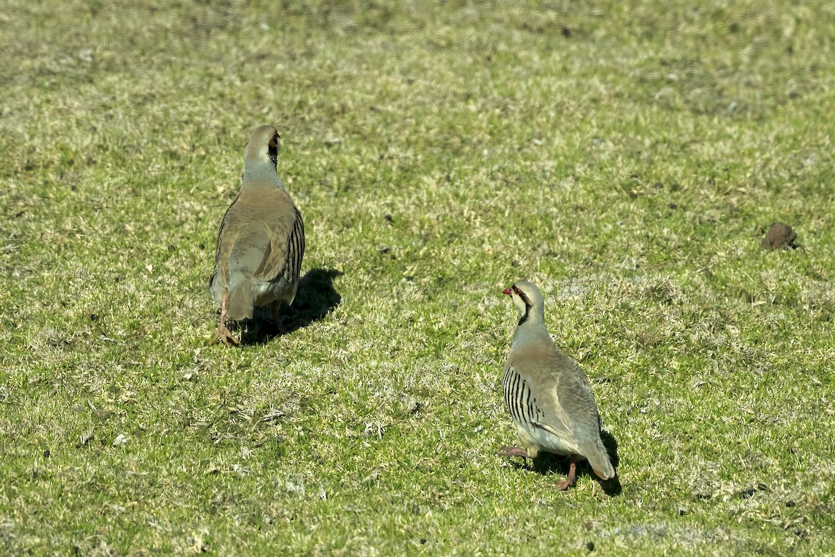 Chukar - ML617086225