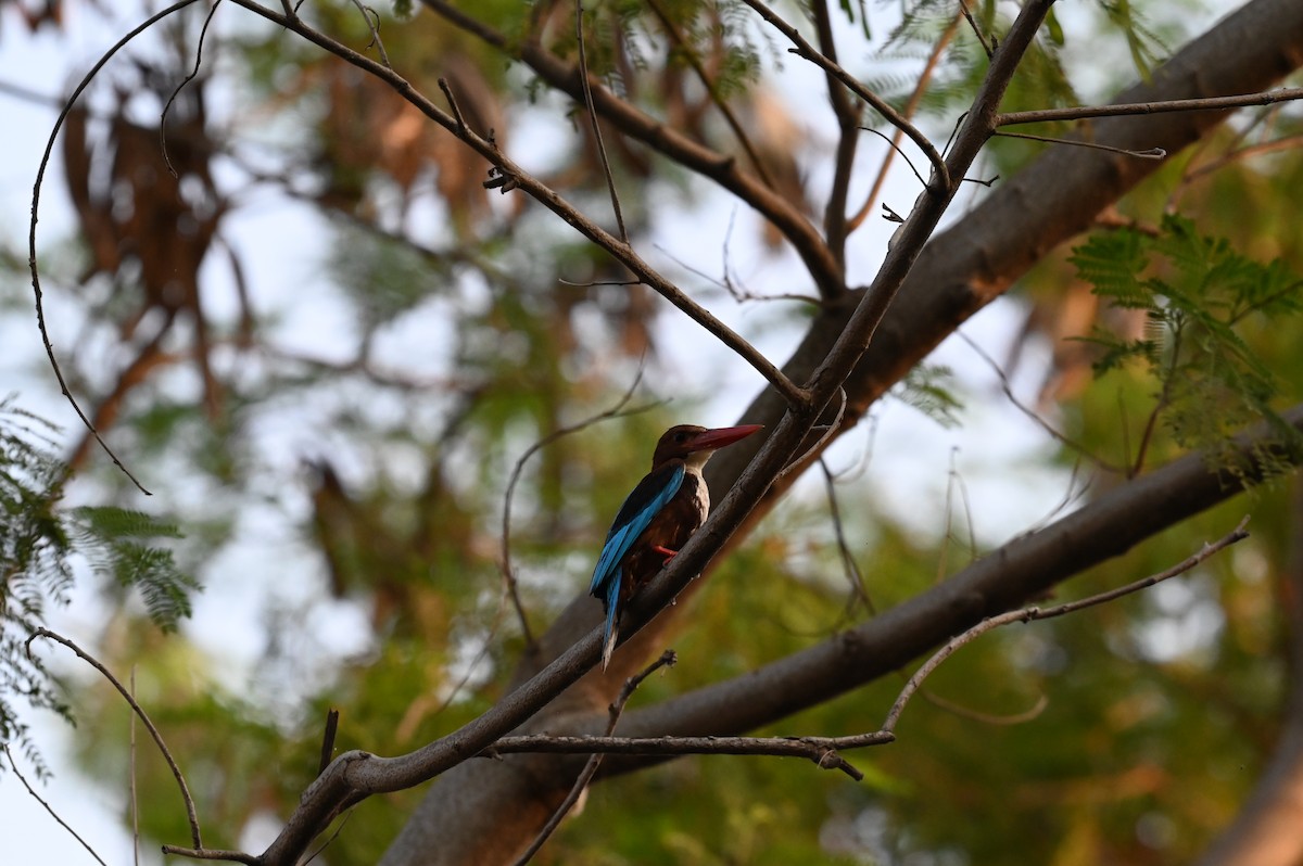 White-throated Kingfisher - Taraka Venkata Pavan Maddali