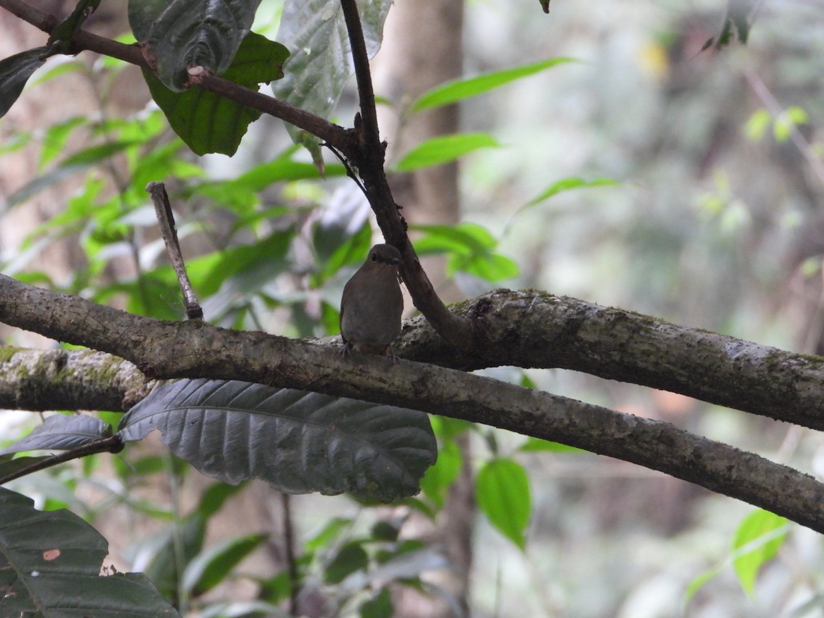 Pale Blue Flycatcher - ML617086262