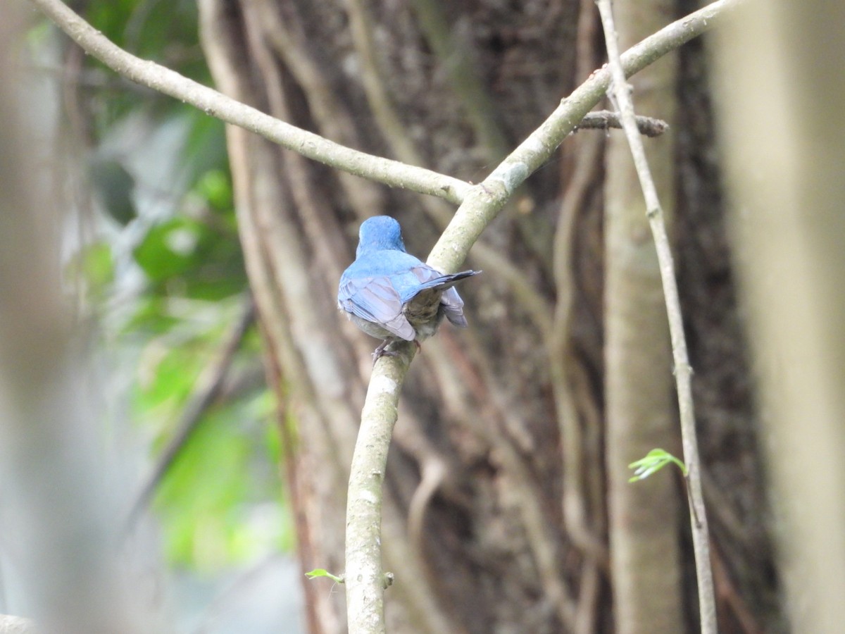 Pale Blue Flycatcher - ML617086263