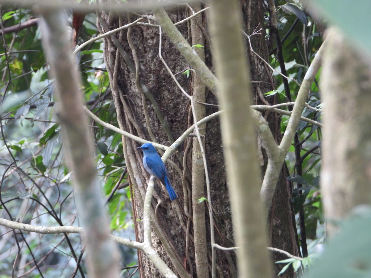 Pale Blue Flycatcher - ML617086264