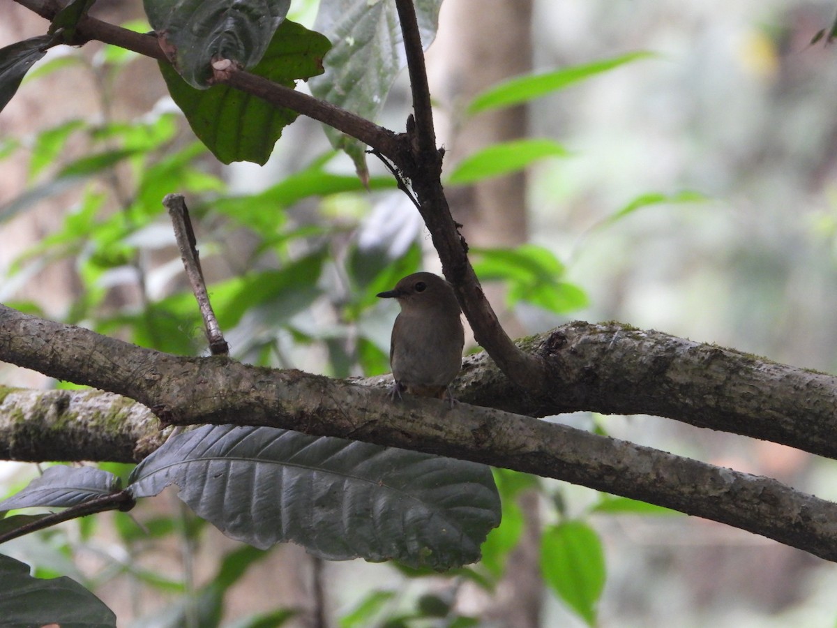 Pale Blue Flycatcher - ML617086265