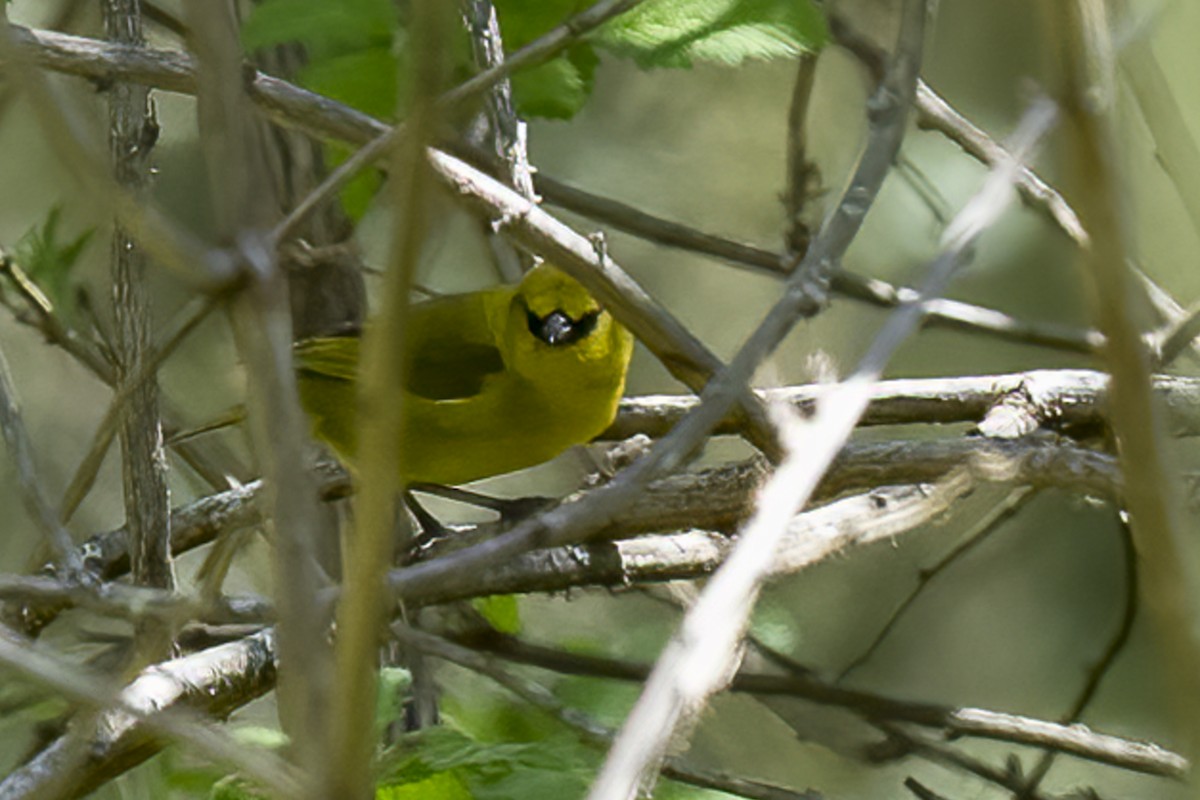 Amakihi de Hawai - ML617086271