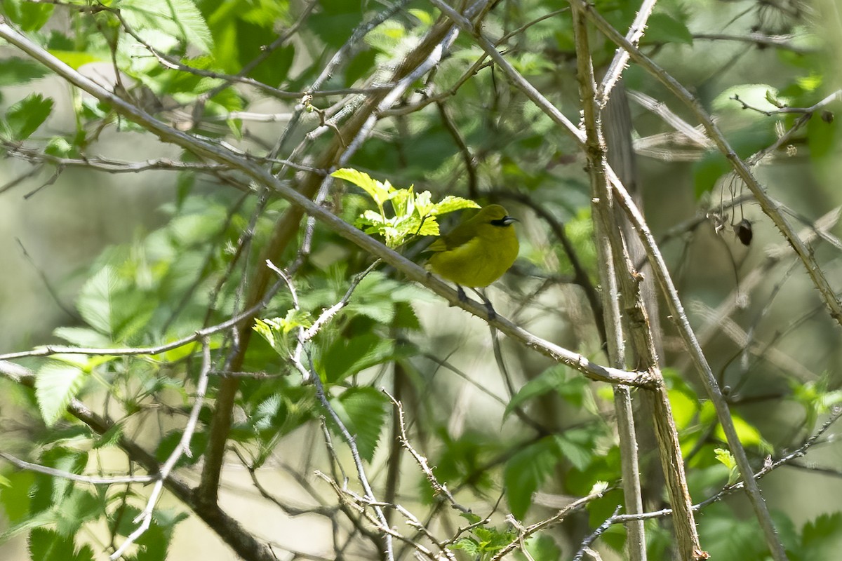 Amakihi de Hawai - ML617086272