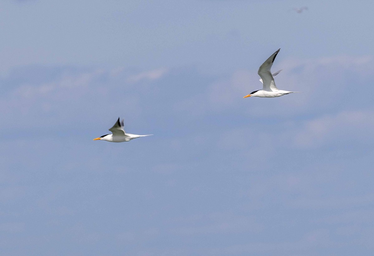 Royal Tern - ML617086287