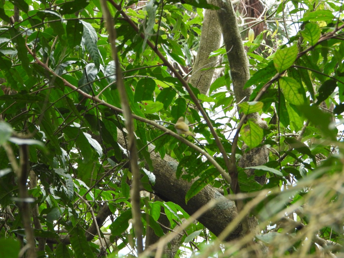 White-bellied Erpornis - ML617086312