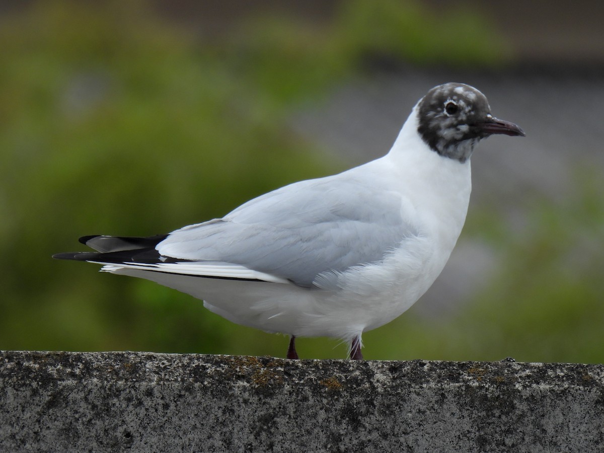 Mouette rieuse - ML617086378