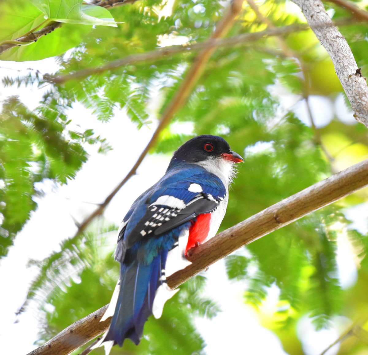 trogon kubánský - ML617086405