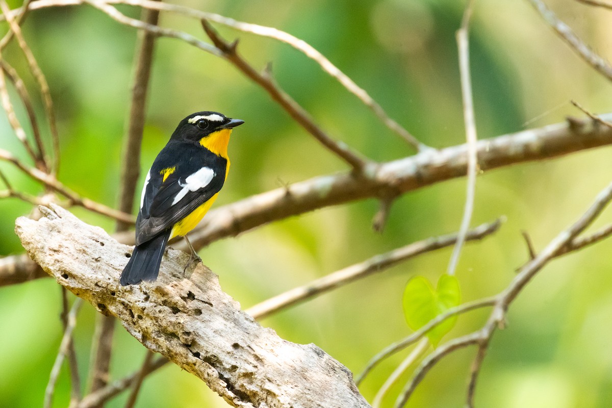 Yellow-rumped Flycatcher - ML617086418