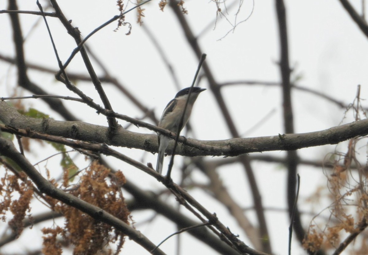 Bar-winged Flycatcher-shrike - ML617086448