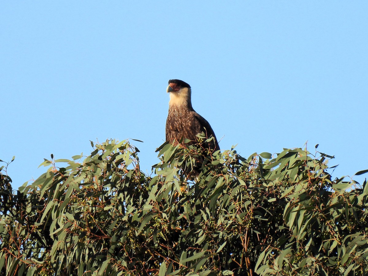 Crested Caracara - ML617086473