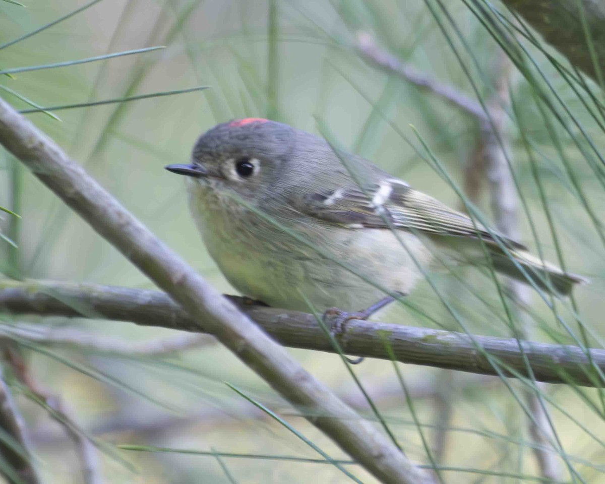 Ruby-crowned Kinglet - ML617086530