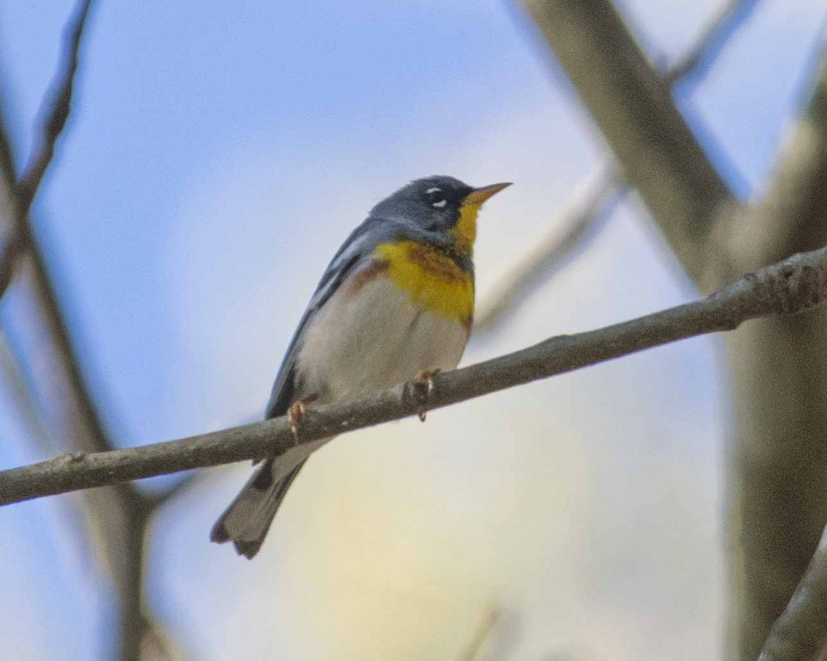 Parula Norteña - ML617086562