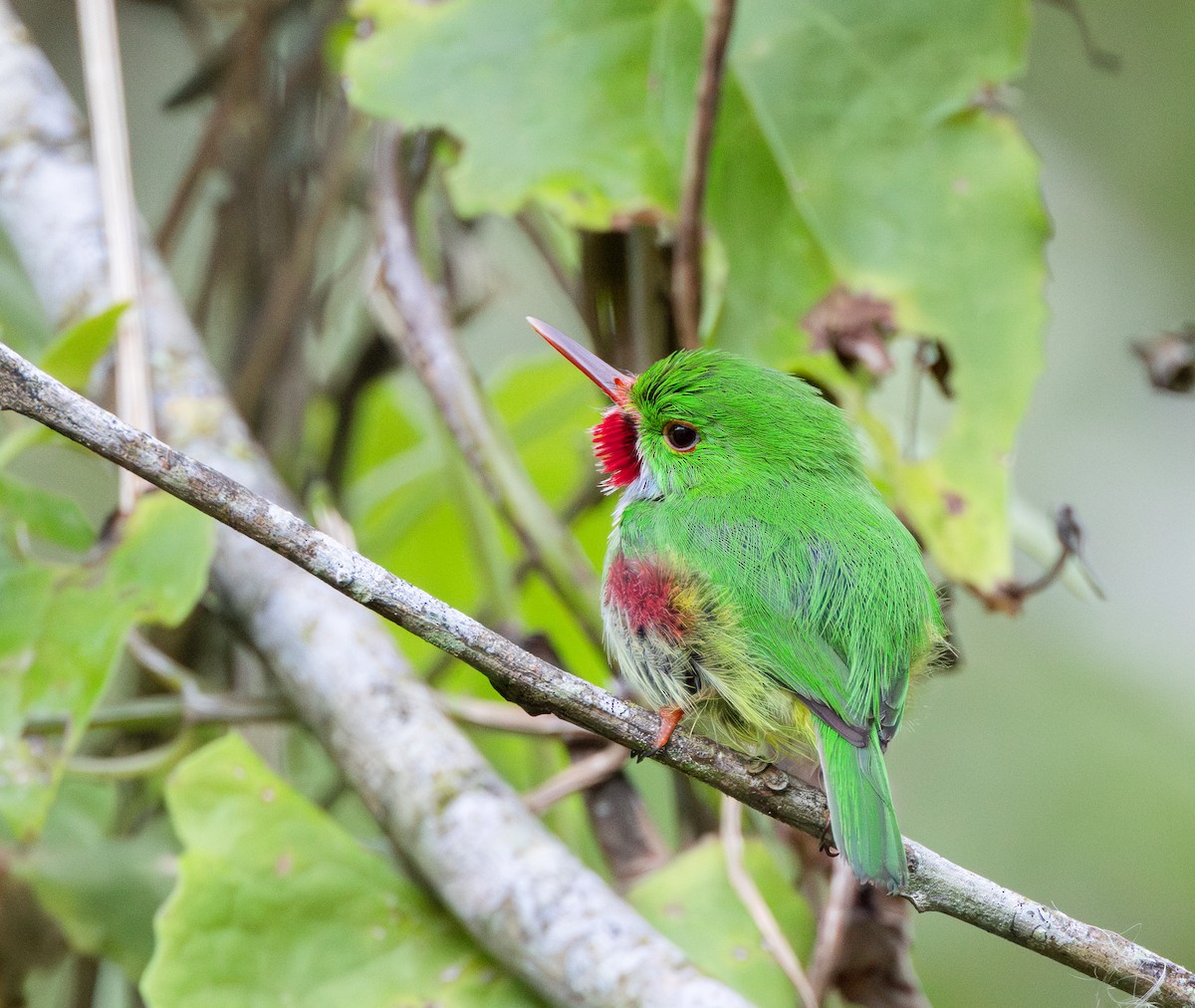 Jamaican Tody - ML617086584